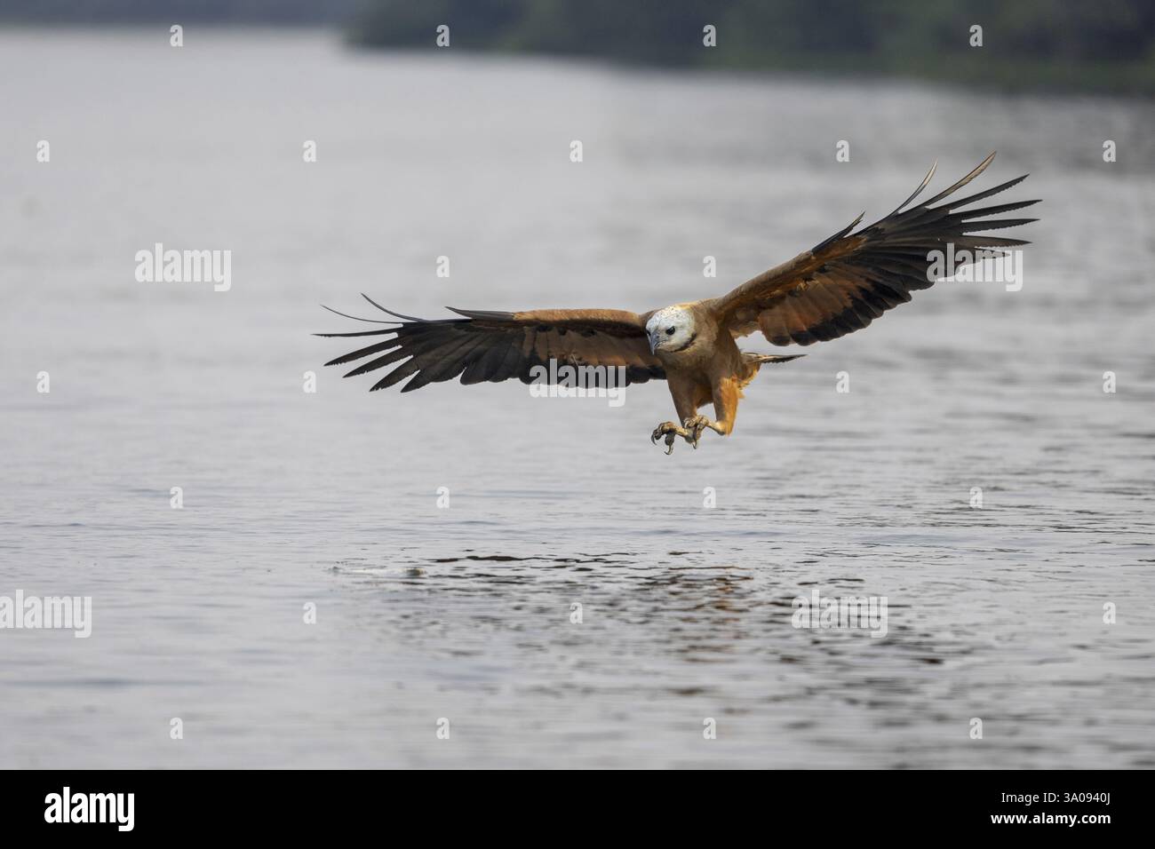 Approaching Hawk Fish hawk (Busarellus nigricollis), approaching prey, Pantanal, Brazil ...