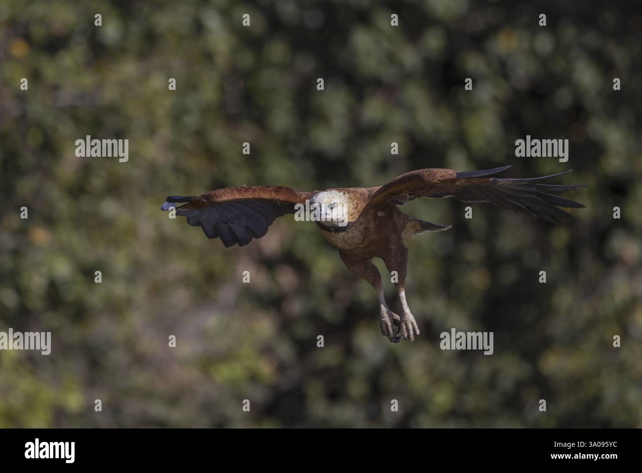 Approaching Hawk Fish hawk (Busarellus nigricollis), approaching prey, Pantanal, Brazil ...
