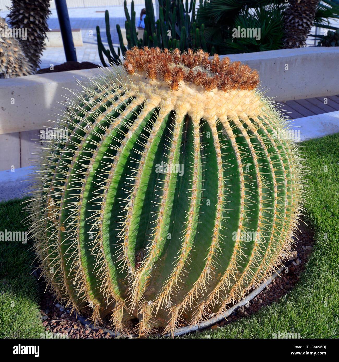 dragon tree dracaena Dragon Tree Braided