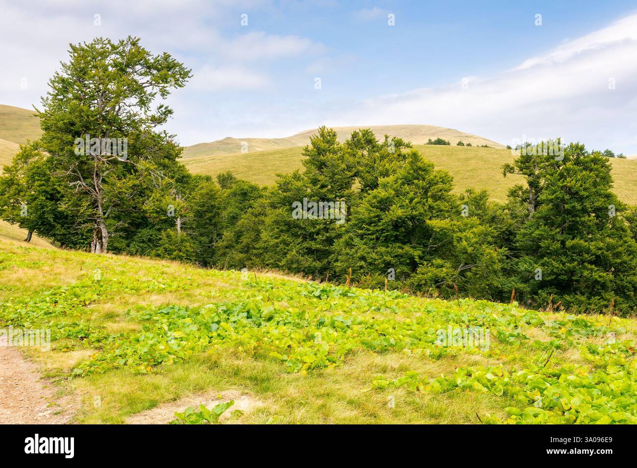 primeval beech forest on the hillside. scenery of svidovets ridge. mountain landscape in late summer afternoon Stock Photo