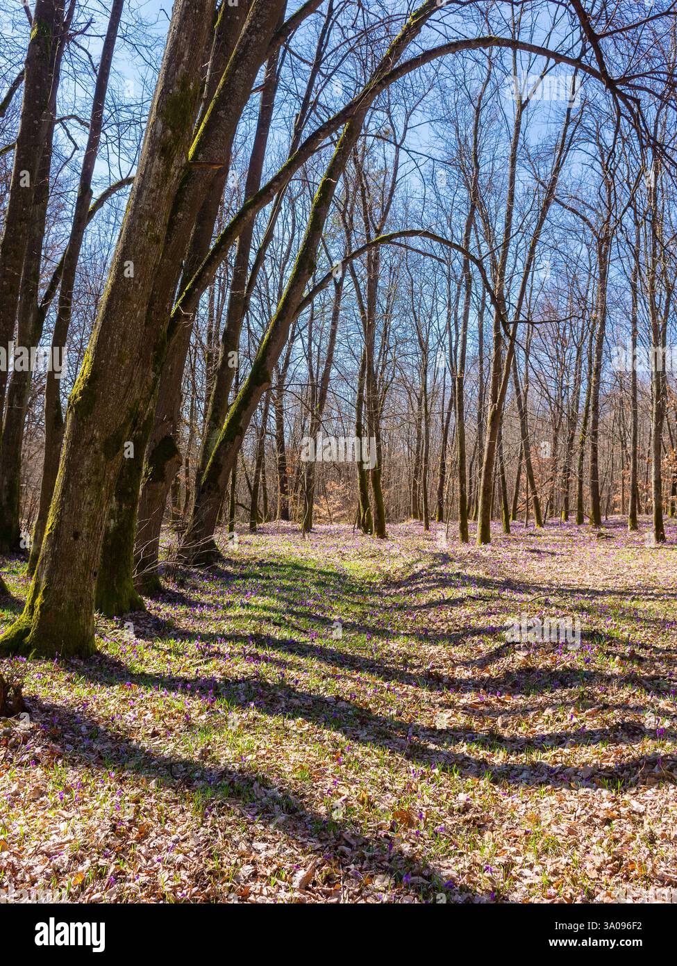 scenery with forest glade with crocus flowers. sunny day in spring. picturesque destination travel of transcarpathia Stock Photo