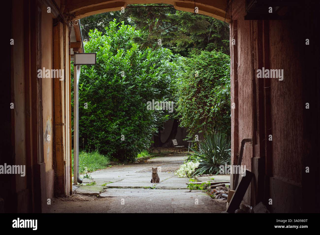 Cat sitting waiting at the end of a dark hallway Stock Photo