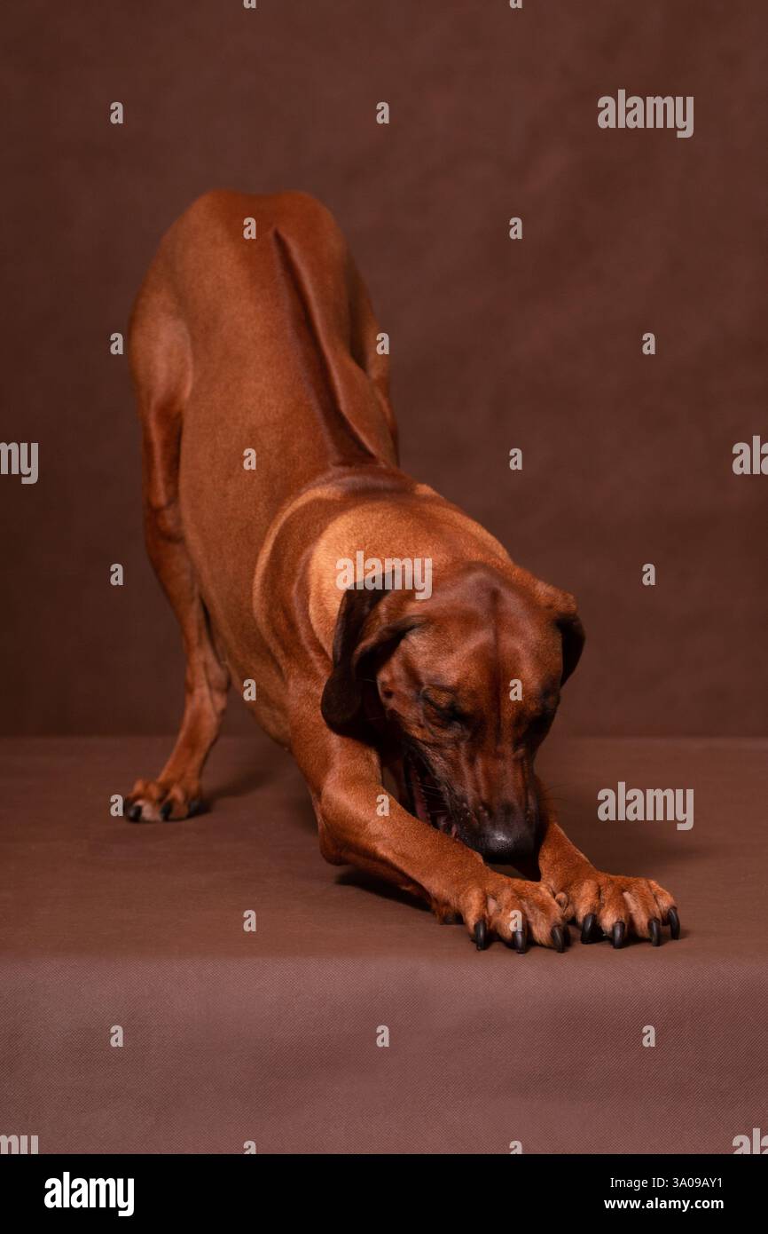 The Rhodesian Ridgeback stretches against a brown background ...