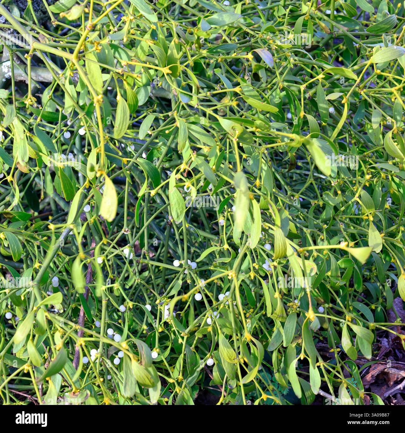 Mistletoe (viscum album) with white berries. Taken Jan 2025 Stock Photo