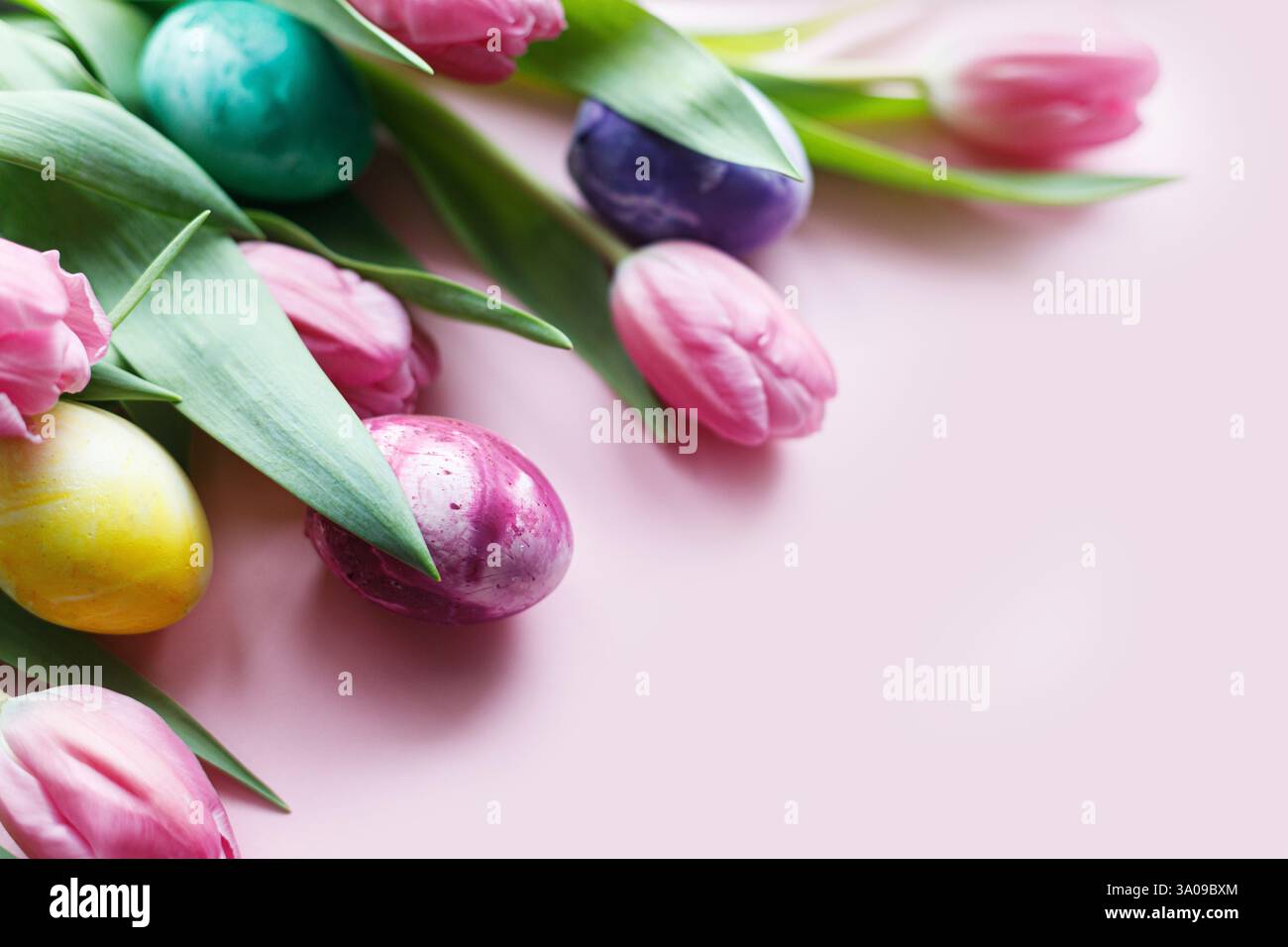 Happy Easter! Colorful easter eggs with pink tulips border on pink ...