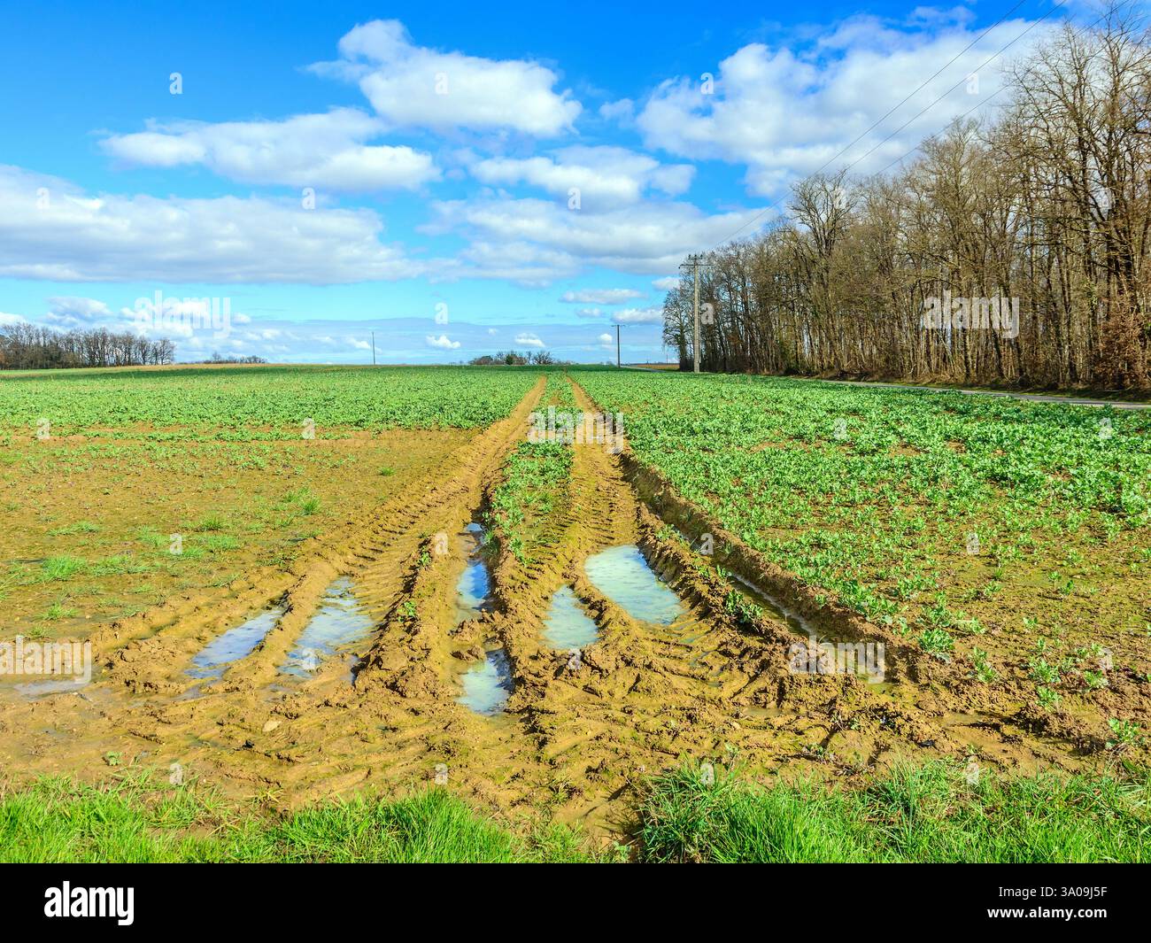 Tractor tyre marks and deep ruts in waterlogged farmland field - Indre-et-Loire (37), France. Stock Photo