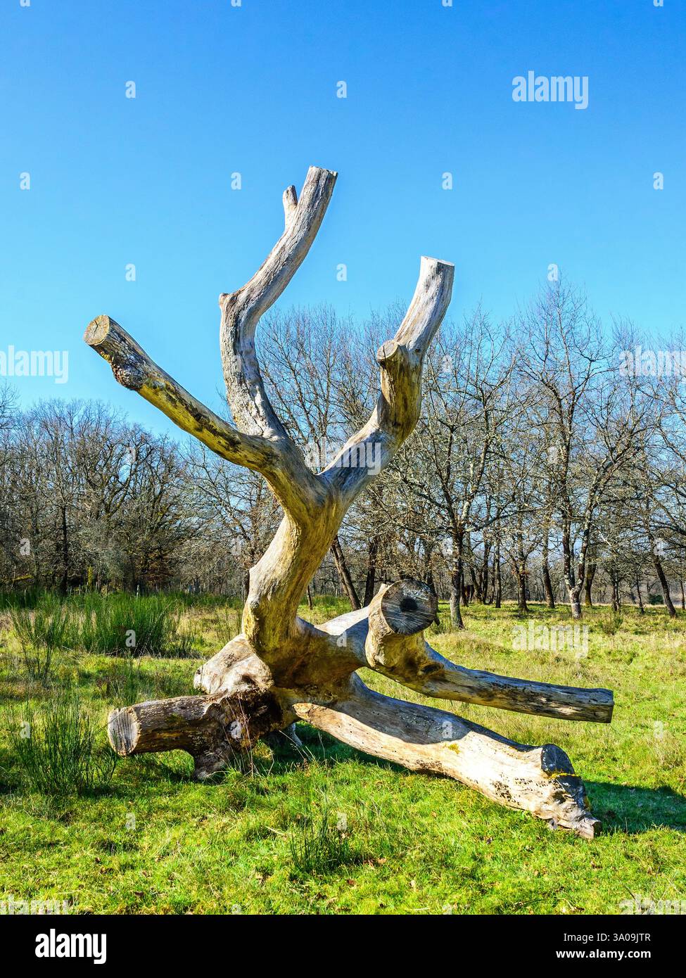 Sun bleached dead fallen tree in La Brenne regional park - Le Bouchet, Rosnay, Indre (36), France. Stock Photo