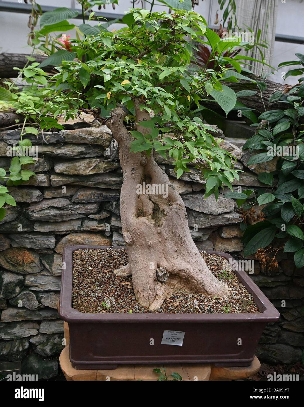 Bonsai wrightia religiosa hi-res stock photography and images - Alamy