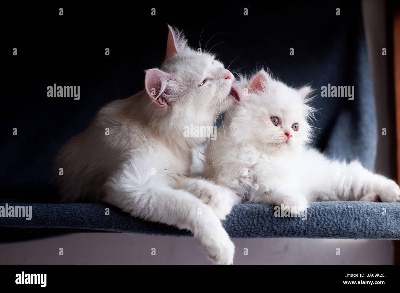 Picture of Mother Cat Grooming The Kitten Stock Photo - Alamy
