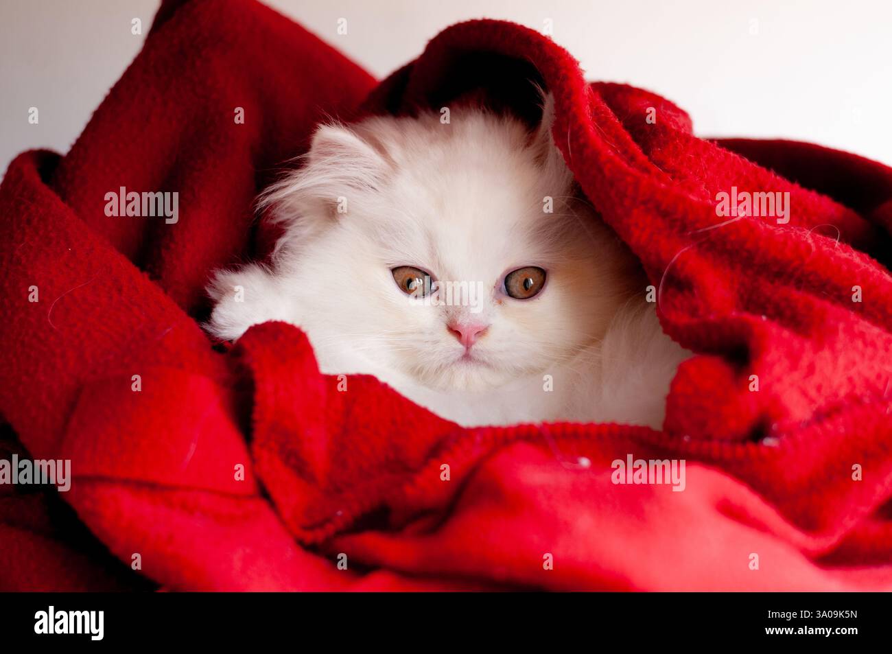 Adorable Kitten Wrapped in Blanket Stock Photo