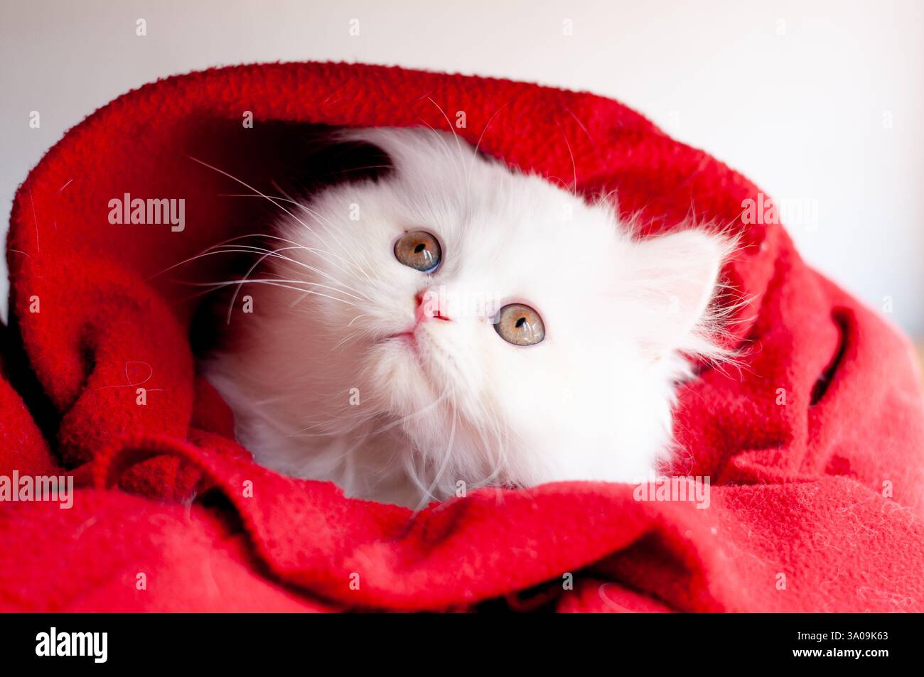 Adorable Kitten Wrapped in Blanket Stock Photo