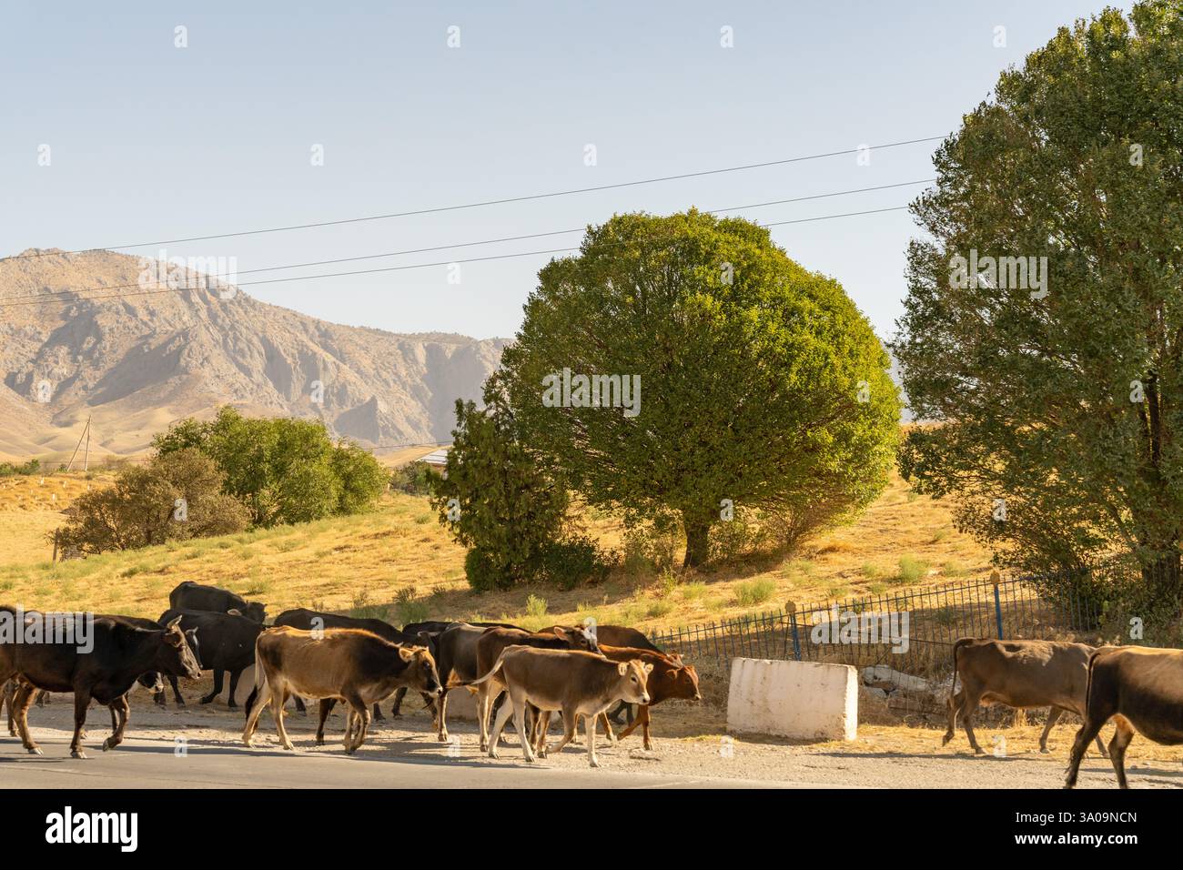 A herd of cows are walking down a road Stock Photo