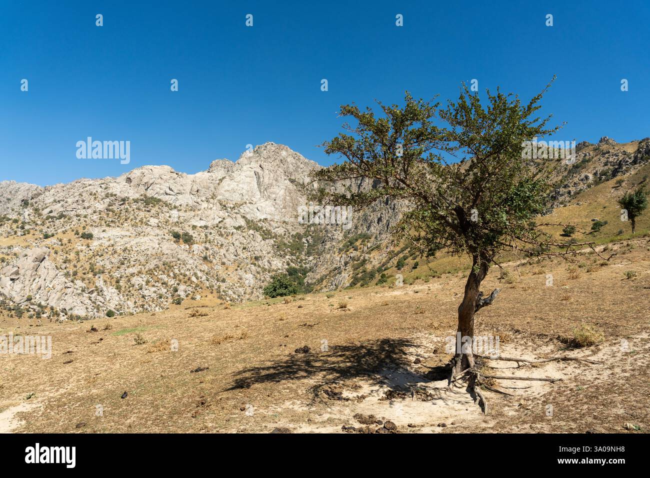 Lone high green tree hi res stock photography and images Alamy Lone high green tree hi res stock photography and images Alamy