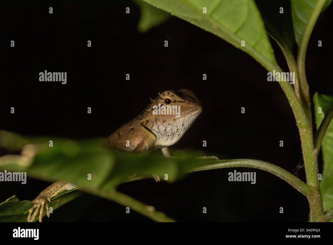 Oriental garden lizard, Calotes versicolor, Agamidae, Khao Sok National ...