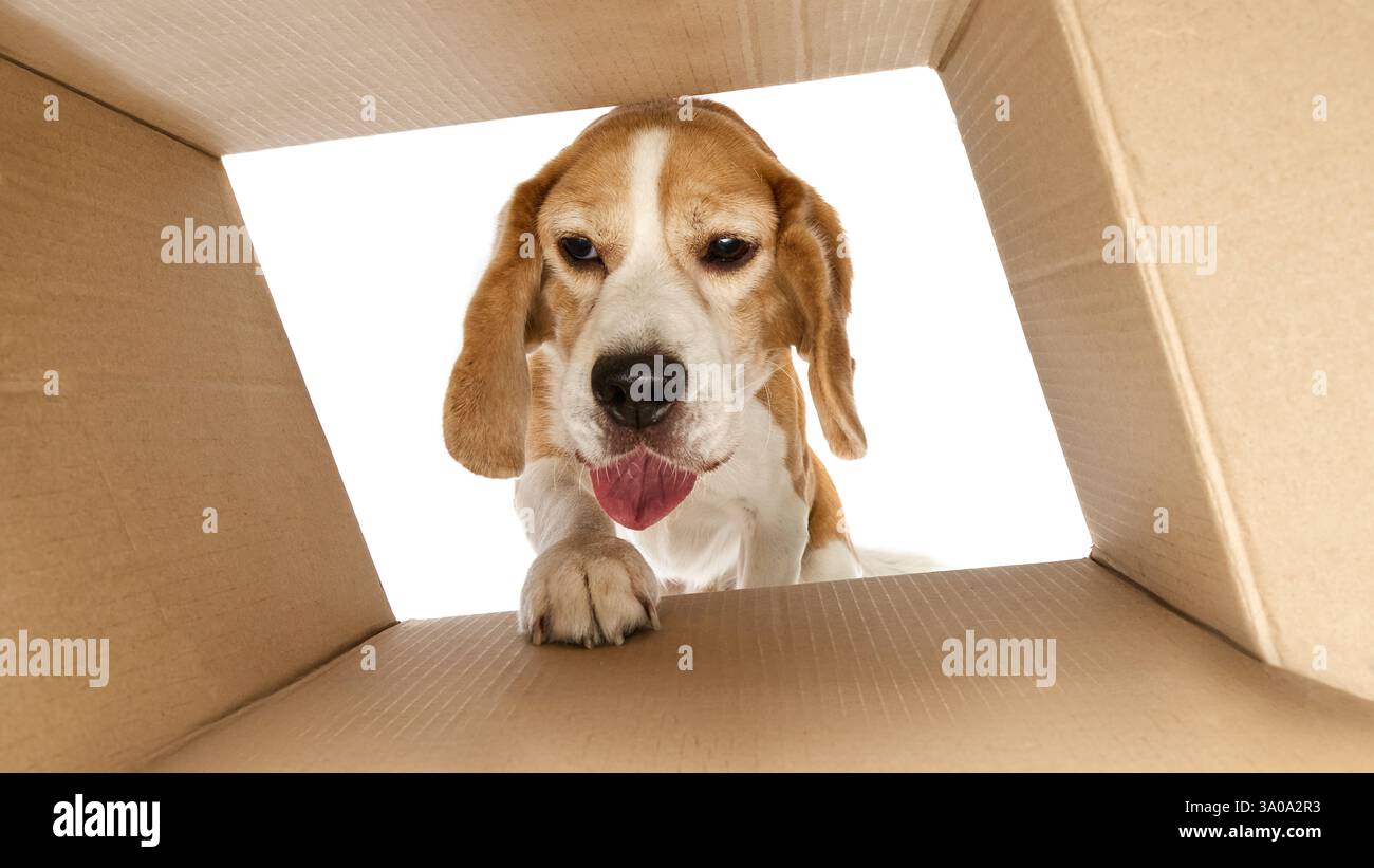 Curious, purebred beagle peeking into box, its paw resting on edge ...