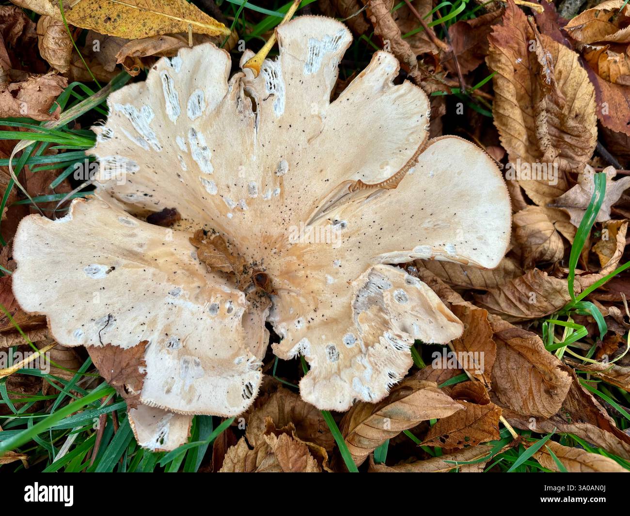 Wild Giant Funnel Mushroom growing amongst leaves - Smartphone Captured Stock Image