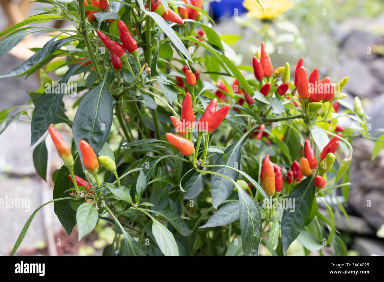 A lush chili pepper plant with vibrant red and green peppers growing in ...