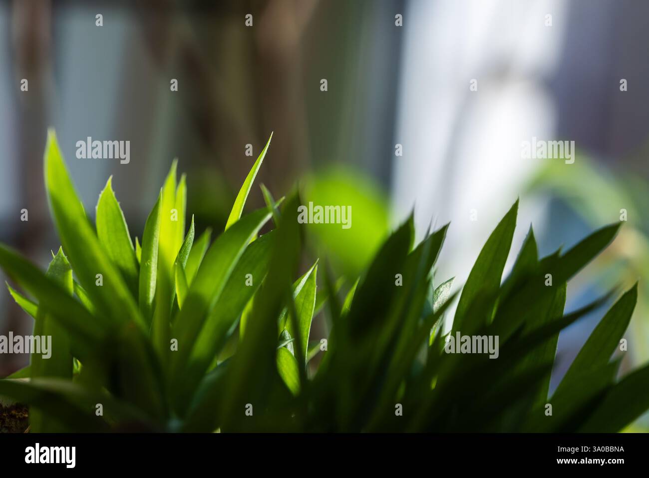 A botanical close-up photography showcasing lush green leaves illuminated by soft sunlight, emphasizing freshness and life. Haworthia Black Gem Stock Photo