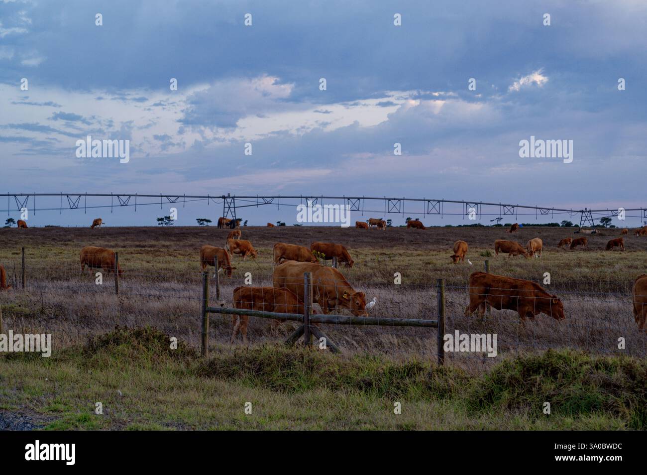 Cattle grazing under a cloudy sky in the rural fields of Beja Stock ...