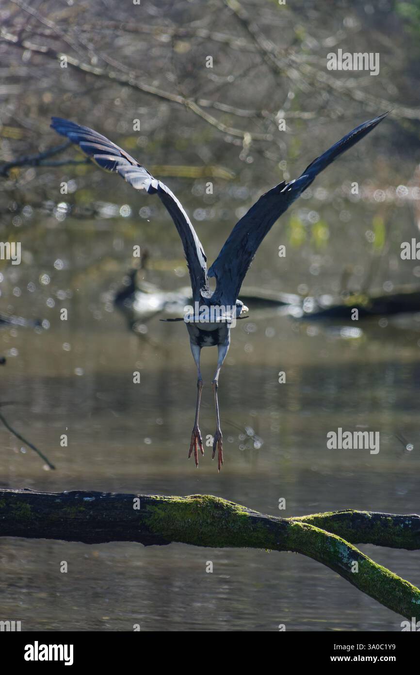 Grey heron Ardea cinerea flying Stock Photo