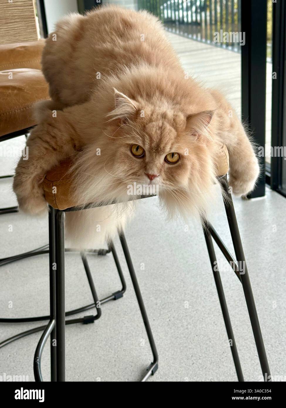 Britisch longhair cat - Smartphone Captured Stock Image