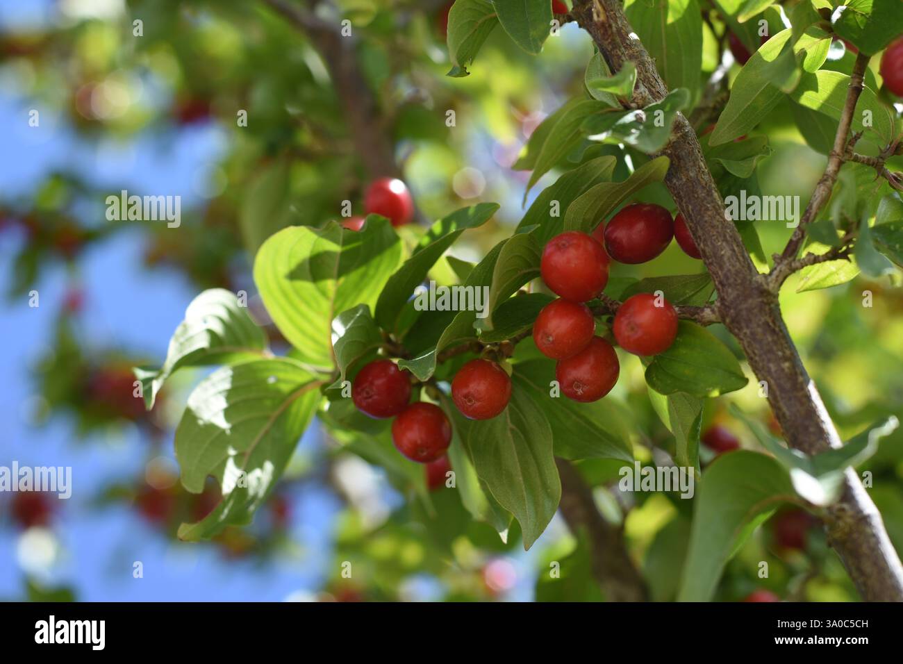 Cornus mas or cornelian cherry berries on a branch Stock Photo