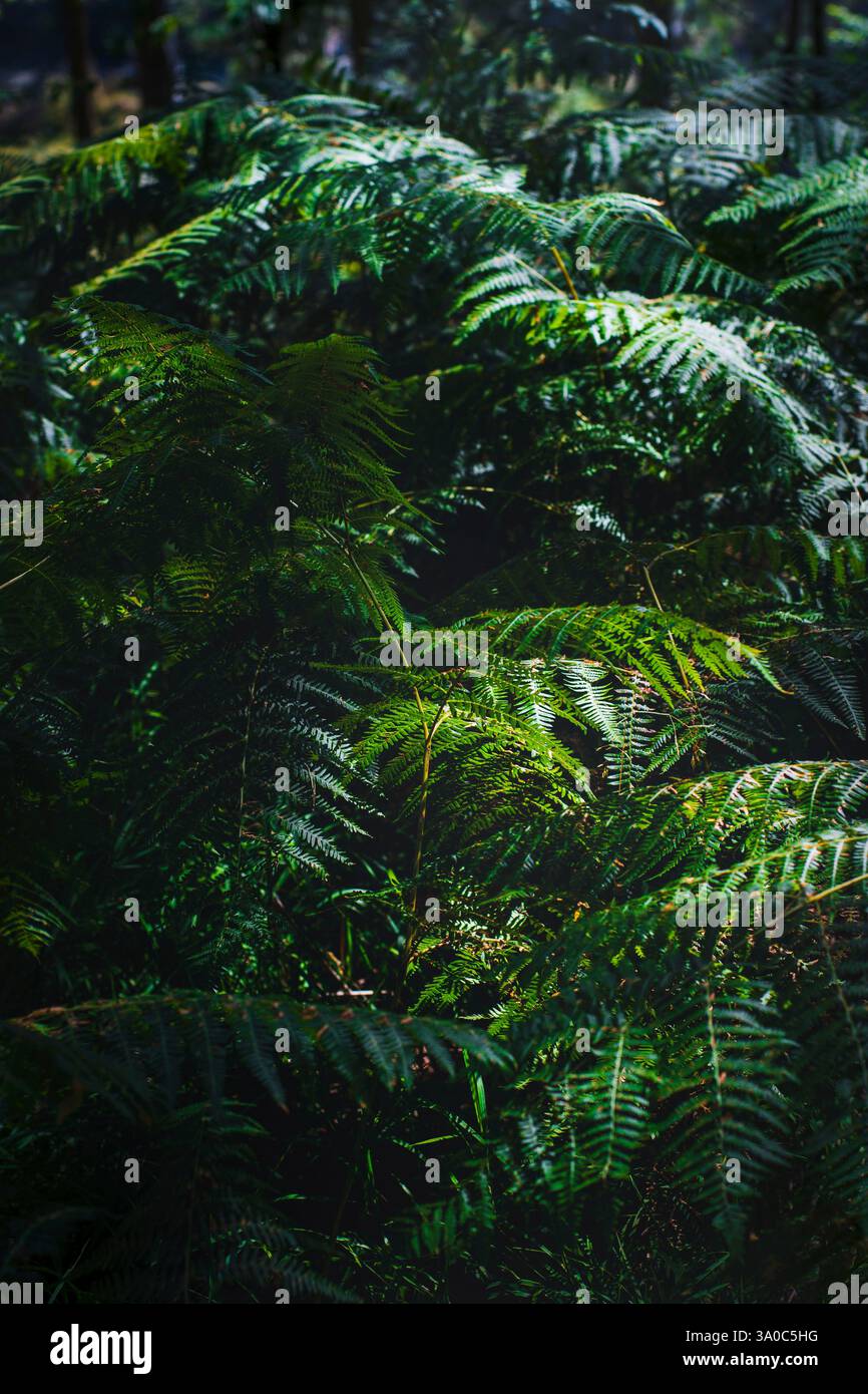 Green fern bush texture hi-res stock photography and images - Alamy