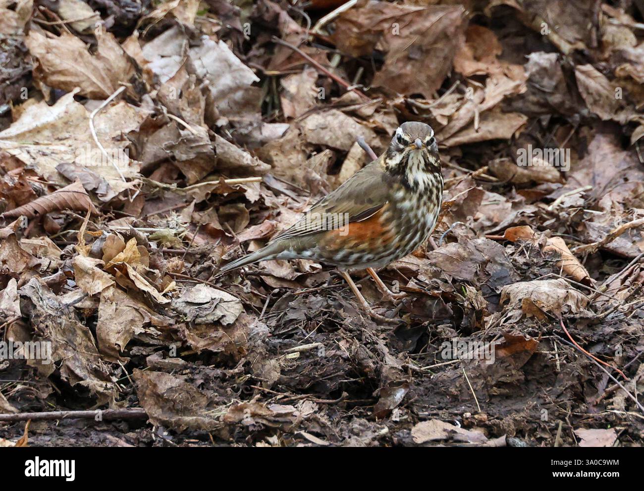 Moira march 2025 hi-res stock photography and images - Alamy