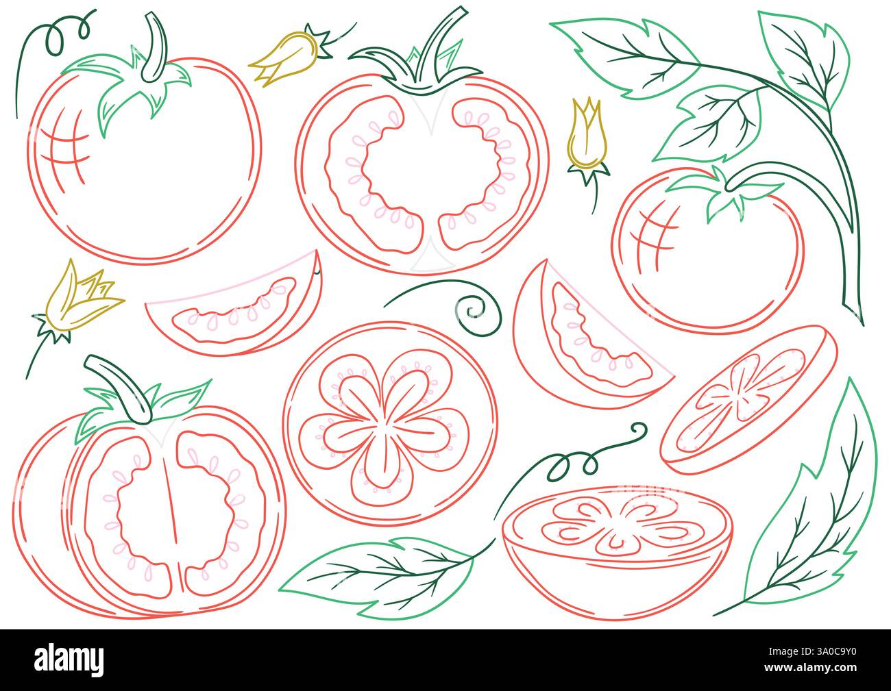 Tomato. Set of illustrations in hand draw style. Hand-drawn, color ...