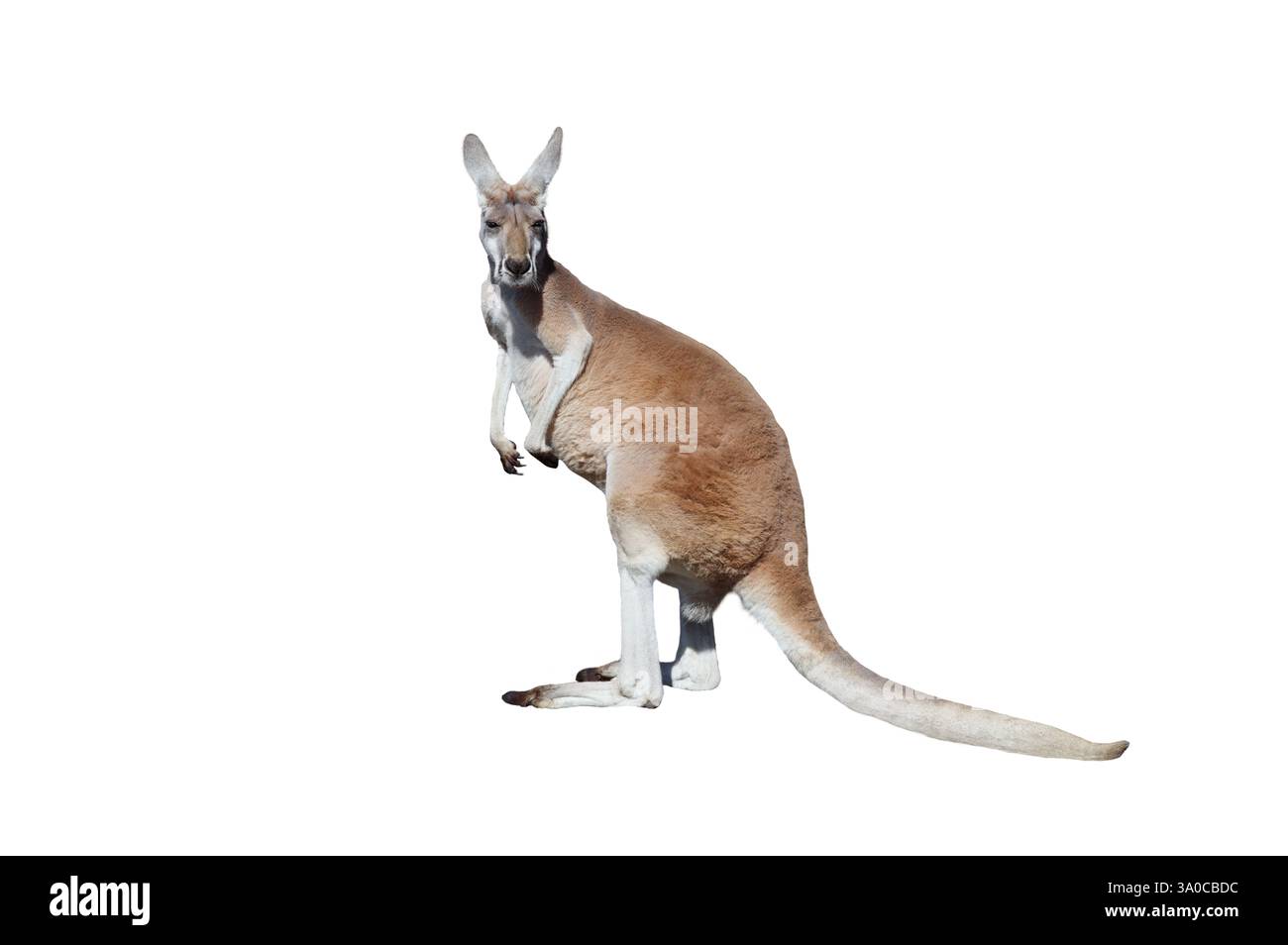 red kangaroo isolated on white background Stock Photo
