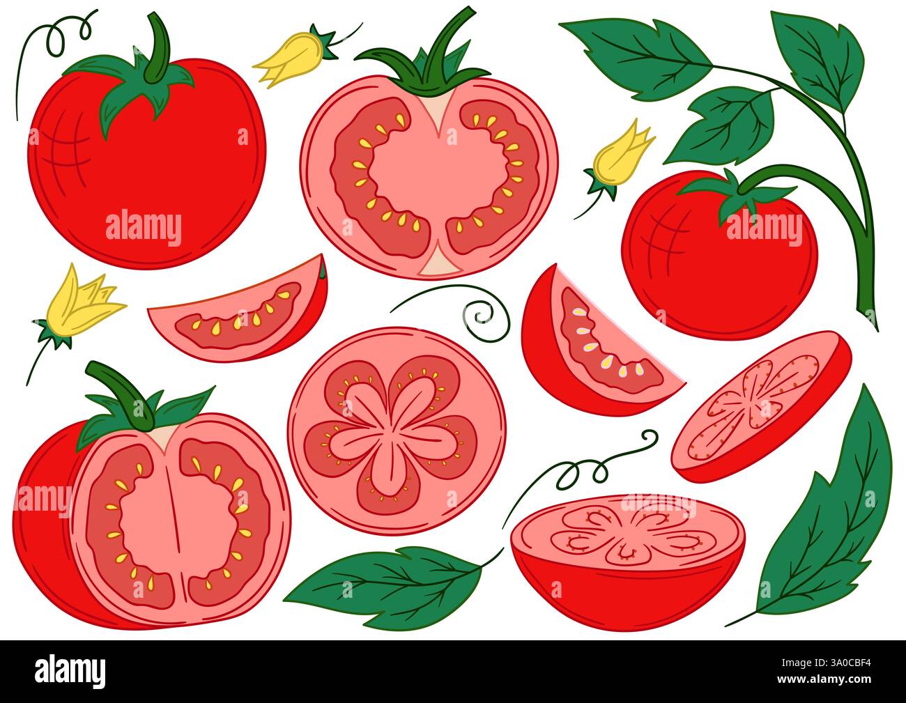 Tomato. Set of color illustrations in hand draw style. Design for ...