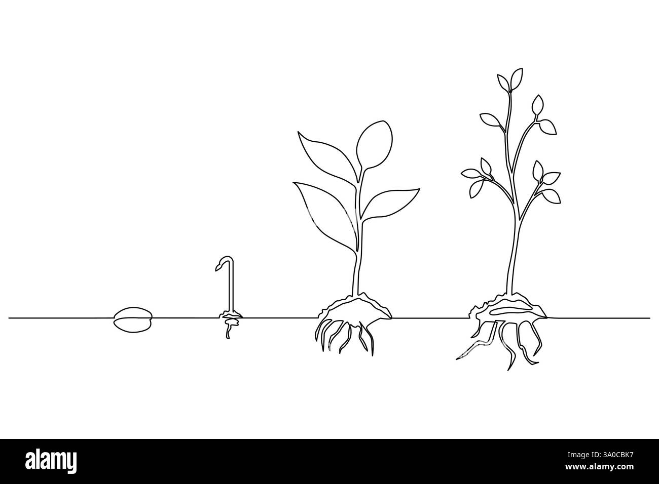 Continuous one-line drawing of plant growth stages and illustration of ...