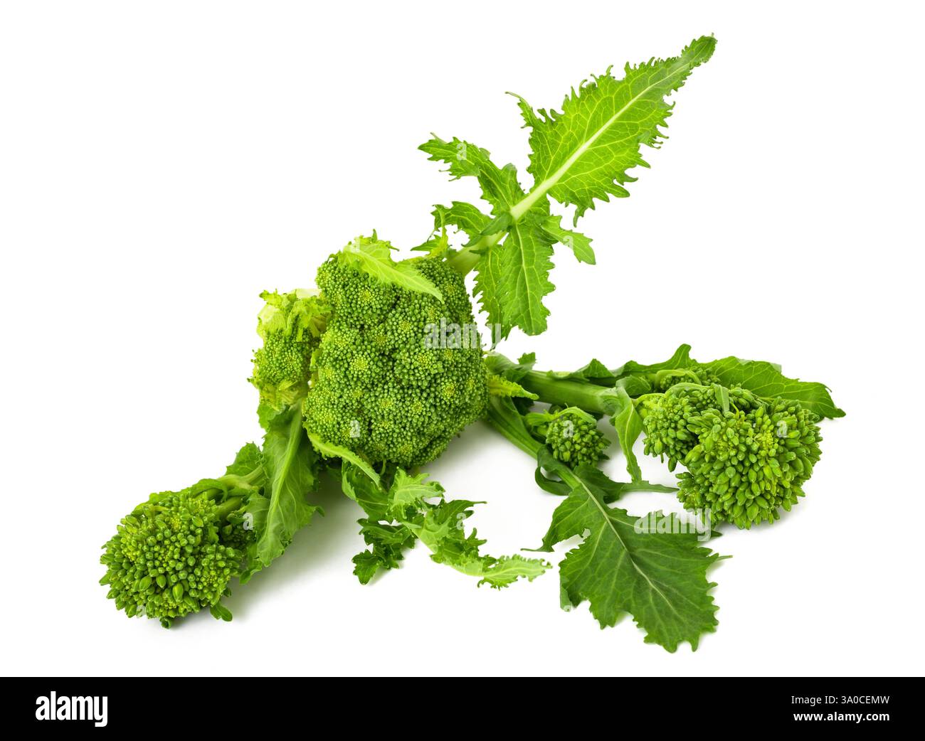 Fresh  rapini or broccoli rabe  isolated on white background Stock Photo