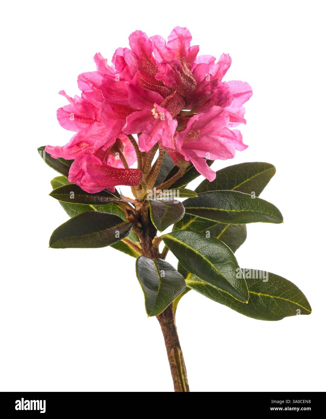 Rusty leaved alpenrose isolated on white background Stock Photo