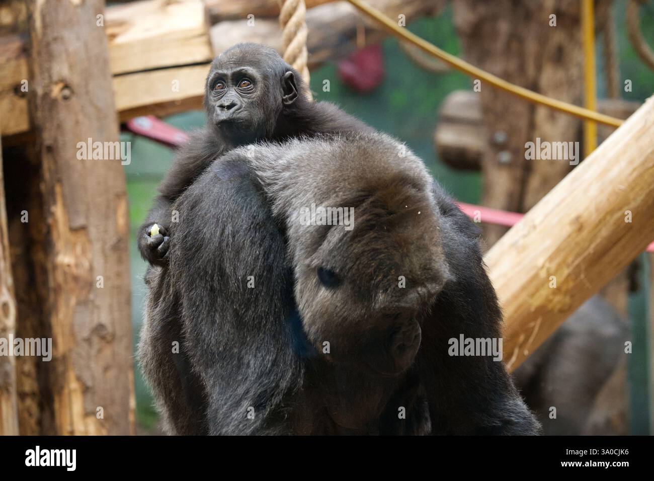 A Female Western Lowland Gorilla And Baby At London Zoo Stock Photo Alamy a-female-western-lowland-gorilla-and-baby-at-london-zoo-stock-photo-alamy
