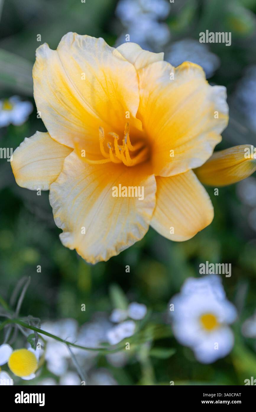Yellow Hemerocallis lilioasphodelus or Stella de Oro common Daylily beautiful flower in the garden and landshaft design. Stock Photo