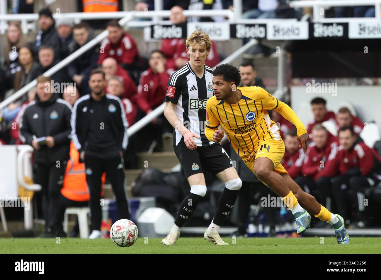 Brighton & Hove Albion's Georginio Rutter in action with Newcastle ...