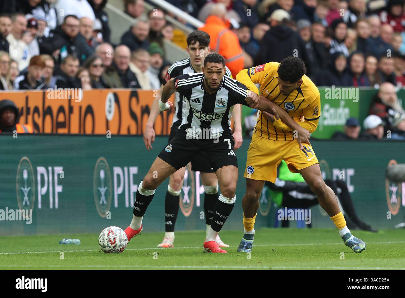 Newcastle United's Joelinton battles with Brighton & Hove Albion's ...
