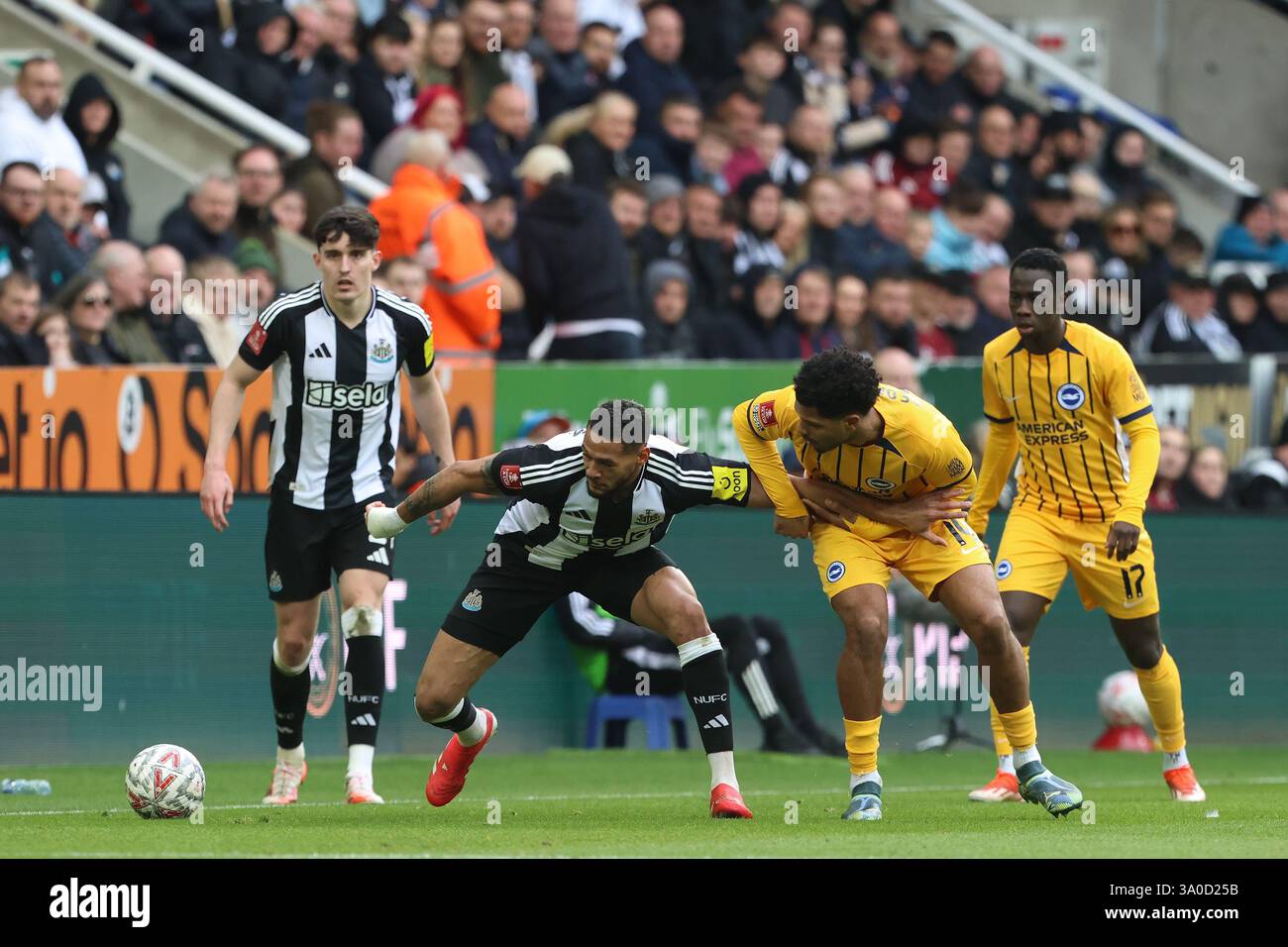 Newcastle United's Joelinton battles with Brighton & Hove Albion's ...