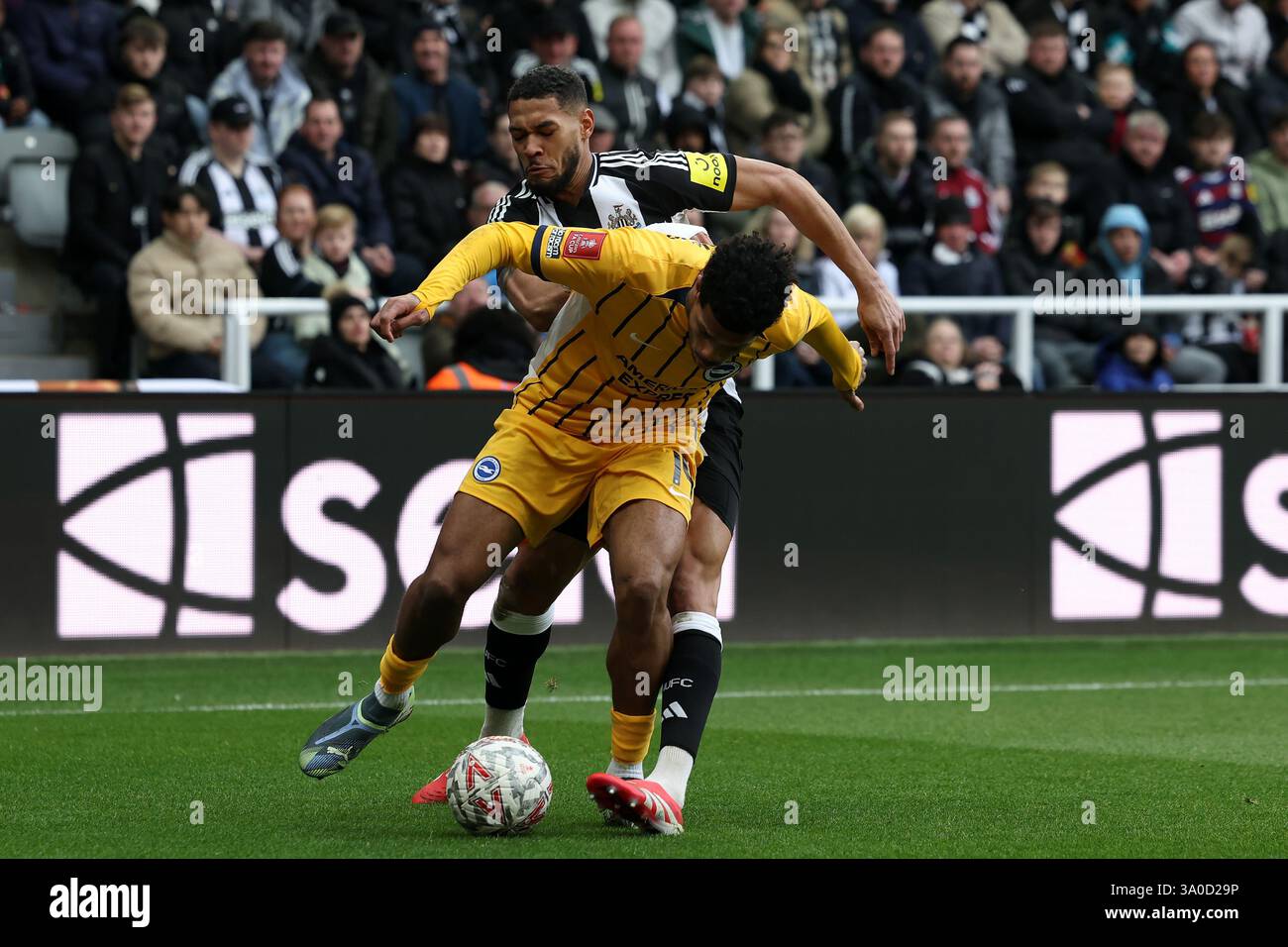 Newcastle United's Joelinton battles with Brighton & Hove Albion's ...