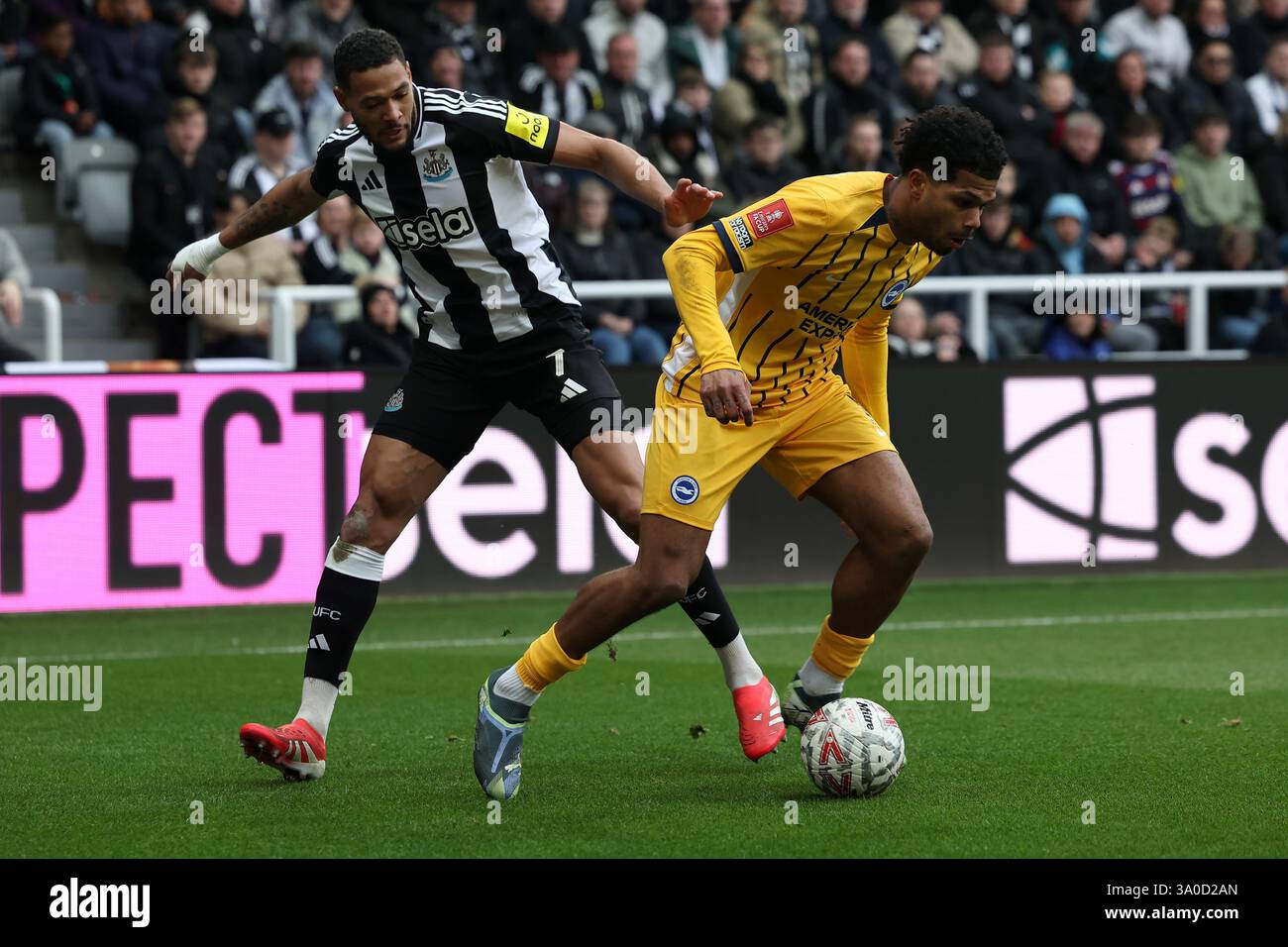Newcastle United's Joelinton battles with Brighton & Hove Albion's ...
