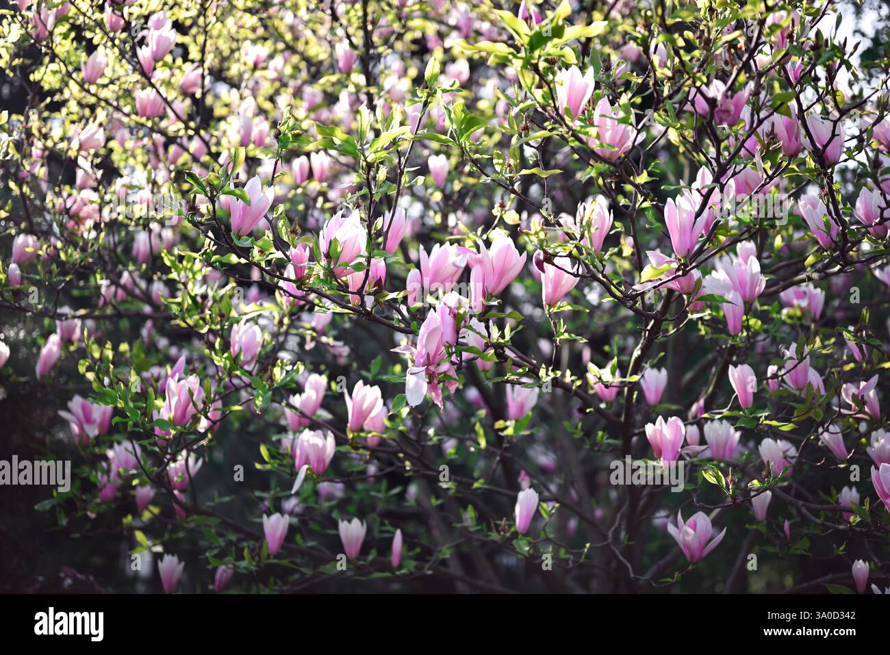 Floral background. Pink blooming magnolia in the botanical garden Stock ...