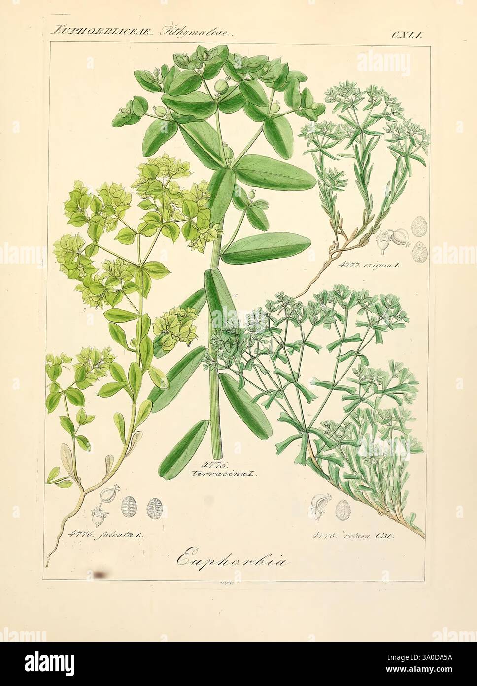 Detailed study of plant morphology typical of botanical illustra hi-res ...