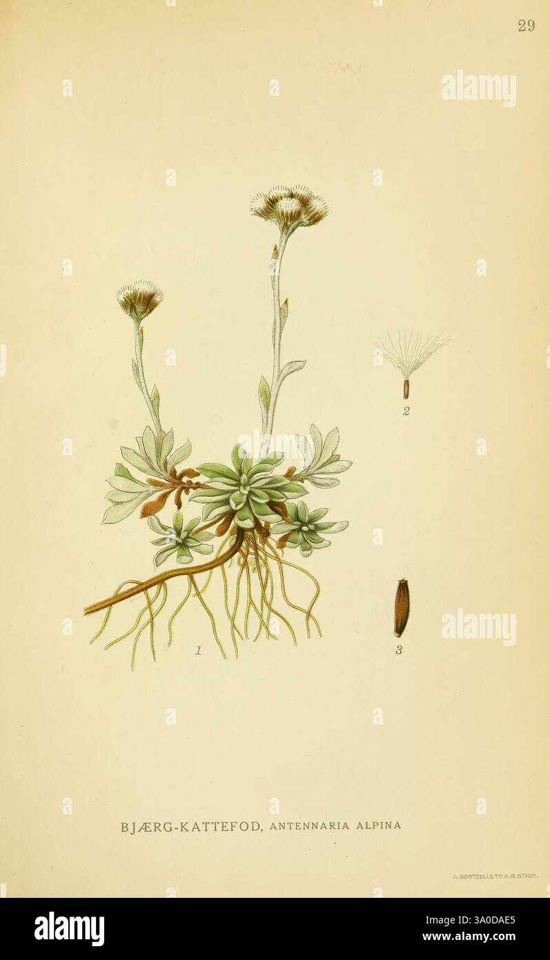 Tufted blooms atop slender stems hi-res stock photography and images ...