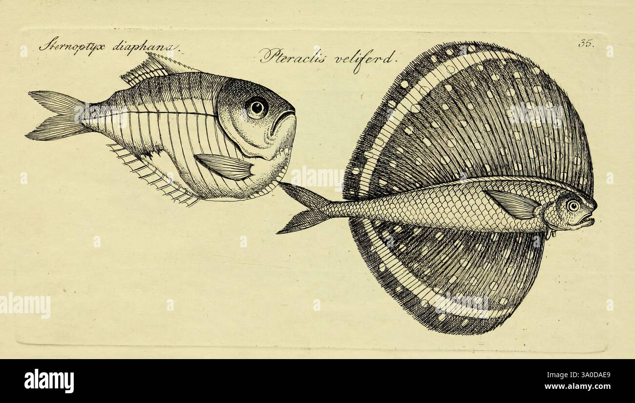 Transparent hatchetfish hi-res stock photography and images - Alamy