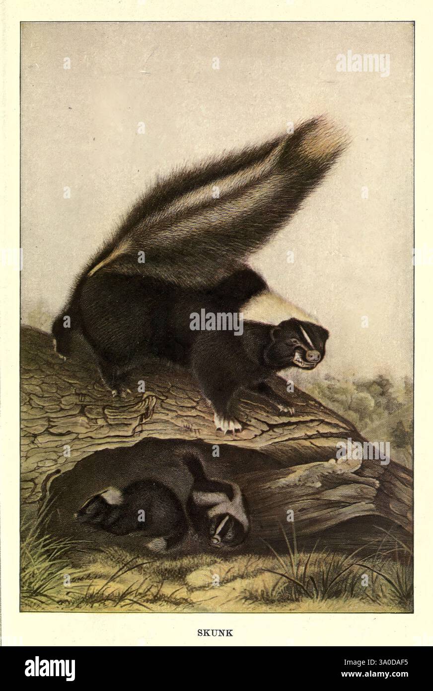 Behavior mephitis hi-res stock photography and images - Alamy