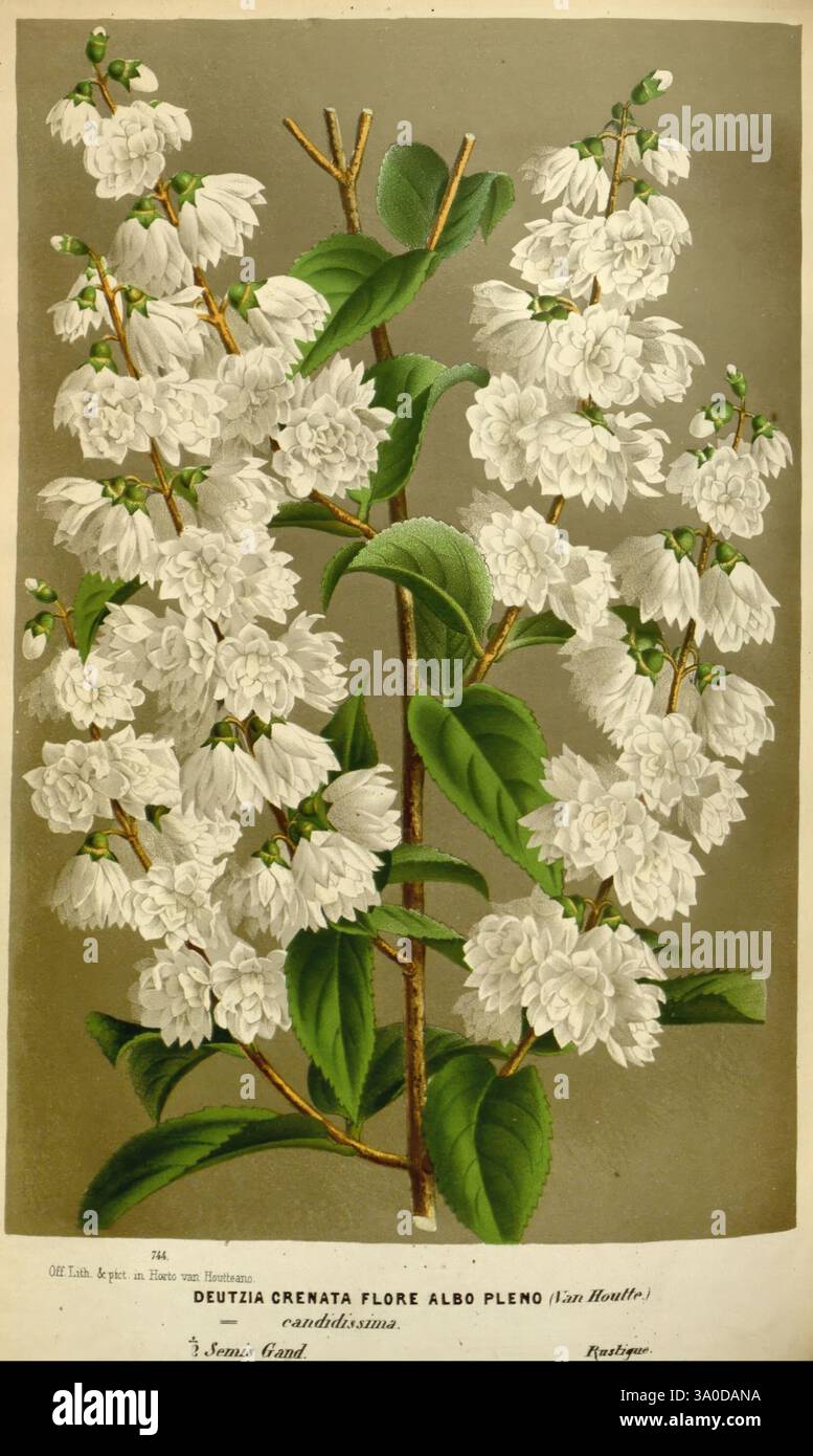 1845 1880 taxonomy hi-res stock photography and images - Alamy