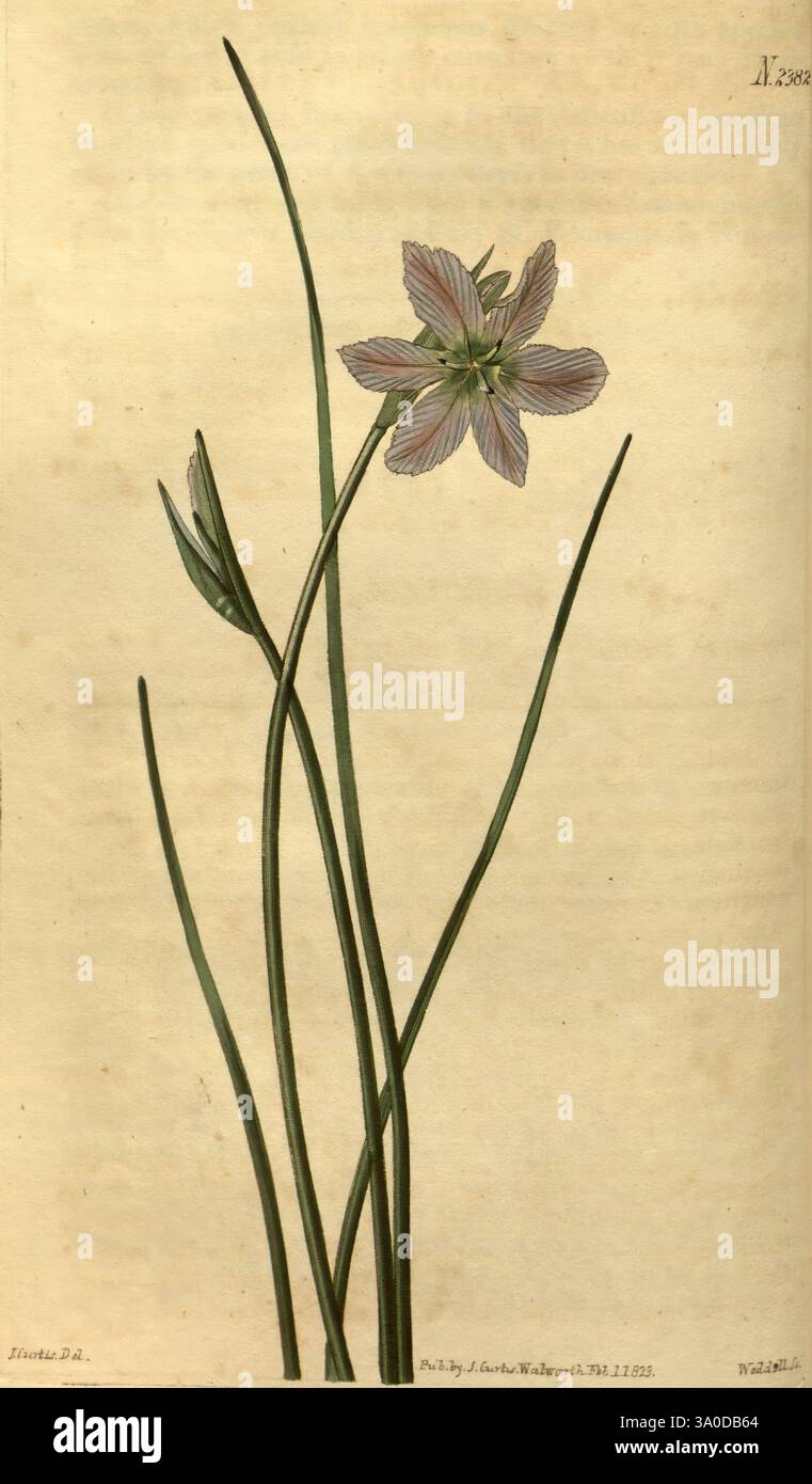 Featuring slender green stems hi-res stock photography and images - Alamy