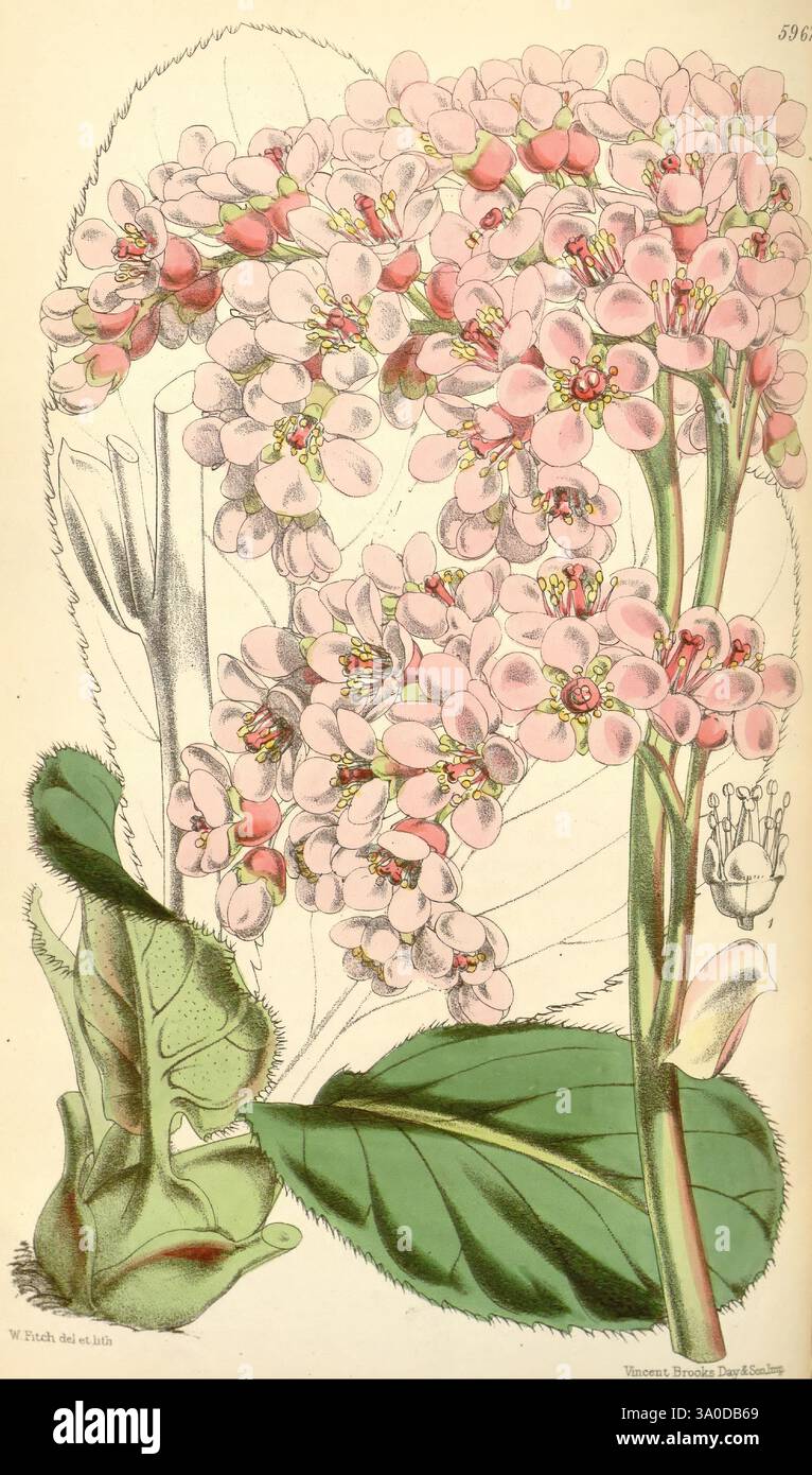 Curtis's Botanical Magazine London New York Botanical Illustration ...