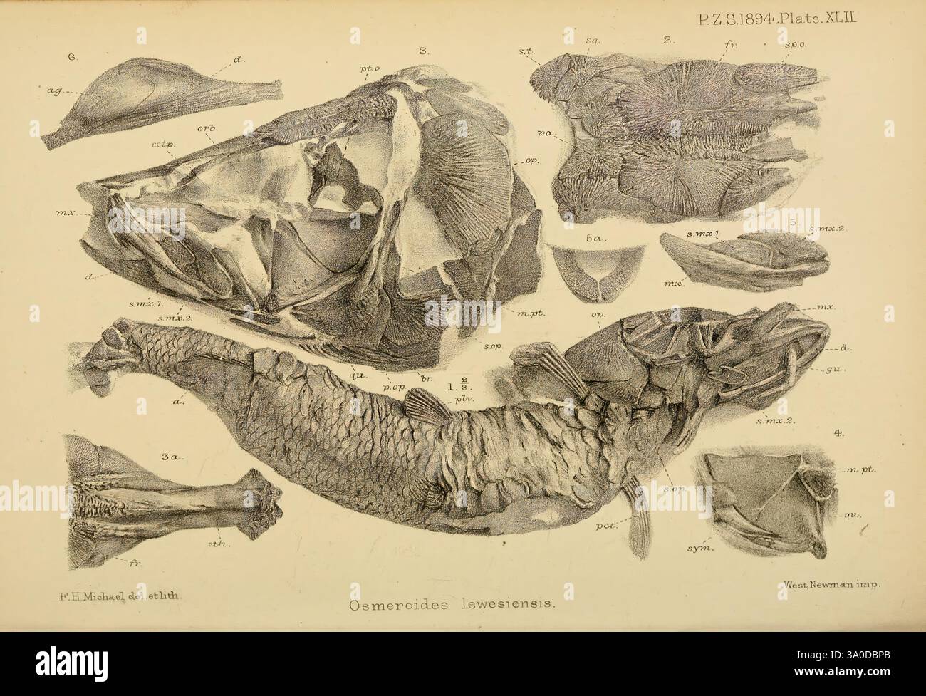 Thorough Fish Fishs internal organs hi-res stock photography and images - Alamy